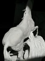 Etude du corps (détail)